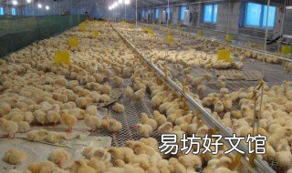养鸡消毒方法 怎样给鸡消毒