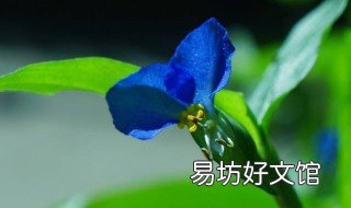 鸭跖草的药用价值 鸭跖草的药用功效