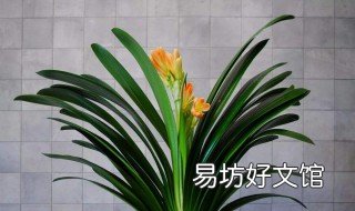 君子兰喷水技巧 君子兰花能喷水吗