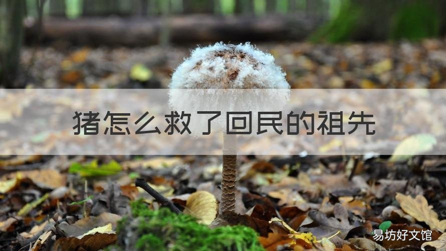 猪怎么救了回民的祖先 猪是回族人的救命恩人
