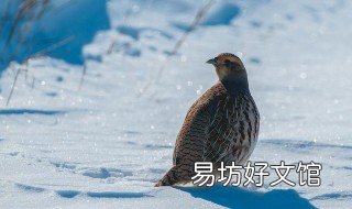怎样区分斑鸡公母 怎么区分公母斑鸠