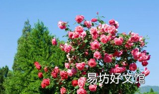 树状月季用什么砧木 树状月季砧木咋样扦插