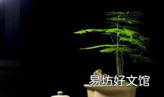文竹爆芽的方法 文竹爆芽的方法有哪些