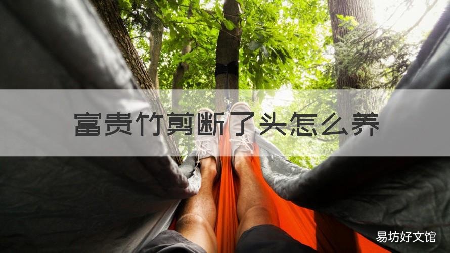 富贵竹剪断了头怎么养 富贵竹头剪掉了怎么长叶