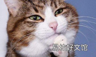 猫咪舔主人什么意思 猫咪舔铲屎官是什么意思