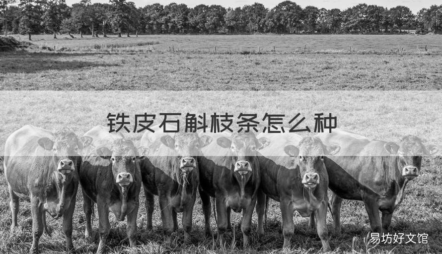 铁皮石斛枝条怎么种 铁皮石斛种在木头上怎么种的