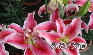 百合花怎么养护 百合花怎么养护才能长多多的花蕾