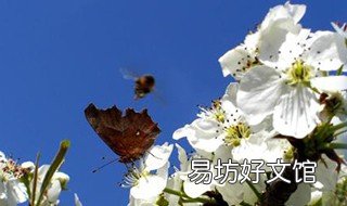 梨花飞情人泪原唱 梨花飞情人泪原唱歌