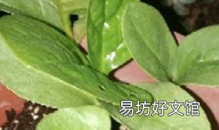 紫角叶的养殖方法 紫角叶的种植方法