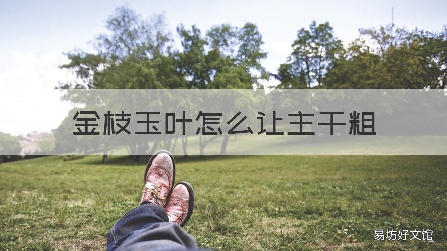 金枝玉叶怎么让主干粗 怎么让金枝玉叶长粗