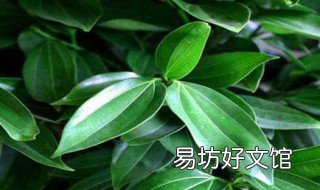 平安树叶子发黄的原因是什么呢 平安树叶子发黄是怎么回事