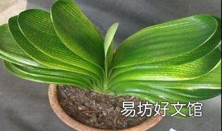 君子兰叶子发黄如何解决