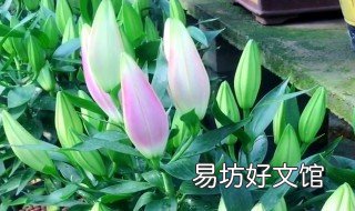 野百合的养殖方法 野百合的种植方法