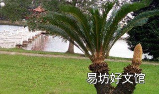 铁树的栽培与管理 铁树的栽培与管理视频