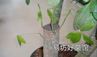 发财树怎么修枝 发财树修枝条怎么修请问一下?