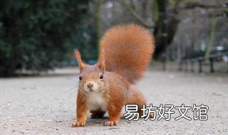黄山松鼠寿命 黄山松鼠长多大