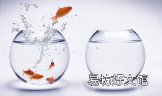 金鱼缸用什么胶密封 金鱼缸用什么胶水粘