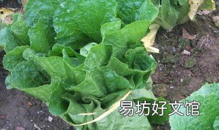 白菜杀虫土办法 白菜杀虫土办法有哪些