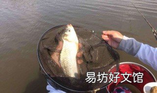 菜籽饼钓鱼最佳用法 菜籽饼钓鱼最佳用法图解