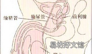前列線炎是怎麽發生的 为什么会得前列线炎