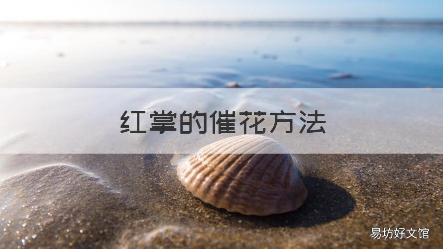 红掌的催花方法 红梅怎样催花