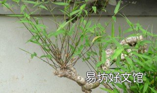 烂竹根最好的方法 怎样使竹子快速高效烂根