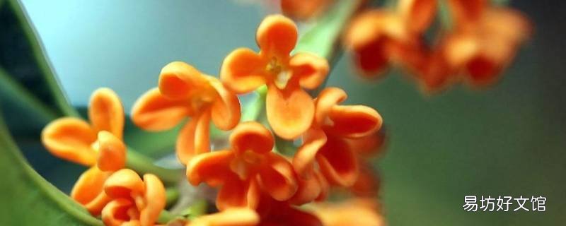 桂花的花瓣像什么 桂花的花瓣形状是什么样的