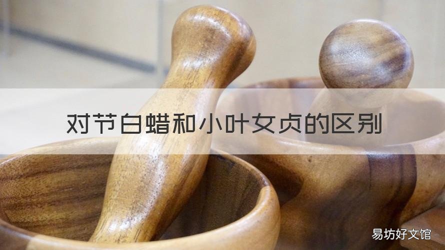 对节白蜡和小叶女贞的区别 小蜡和金叶女贞的区别
