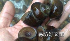 养殖田螺成本 养殖田螺成本高吗