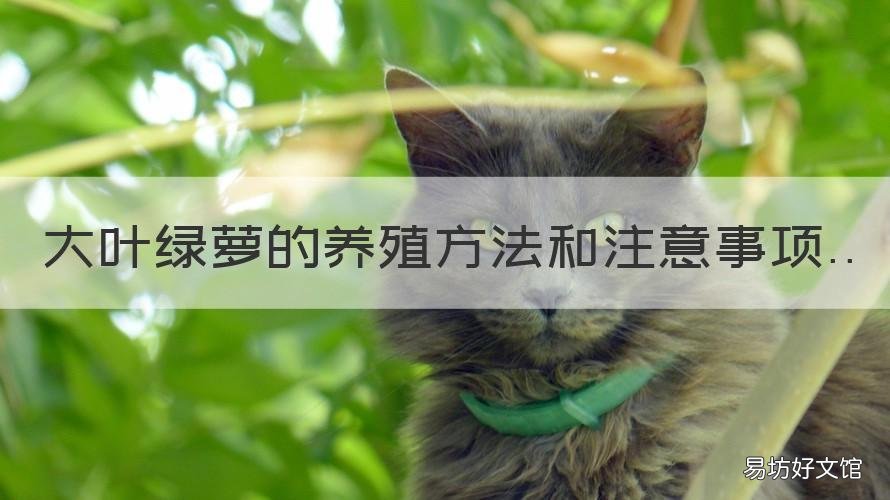 大叶绿萝的养殖方法和注意事项 大叶绿萝怎么养