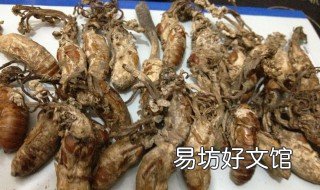 金蝉花多少一斤 金蝉花市场价格多少一斤
