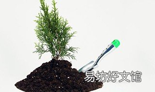 柏树籽枕头制作方法 柏树籽枕头制作方法图片