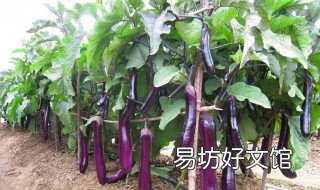 什么树能嫁接茄子 嫁接茄子的树苗有几种树