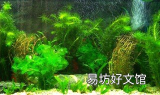 鱼屎太多怎么办 鱼屎太多怎么清理