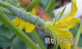 越夏黄瓜种植技术 越夏大棚黄瓜种植技术