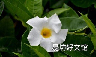 飘香藤叶子为什么发黄 飘香藤叶子发黄脱落
