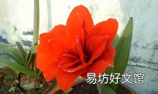 朱顶红秋季换盆行吗 怎样给朱顶红换花盆
