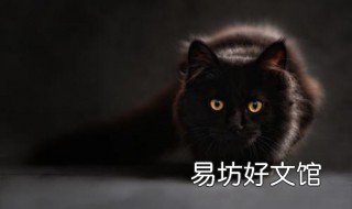 黑猫进家有什么预兆 黑猫进门是什么预兆
