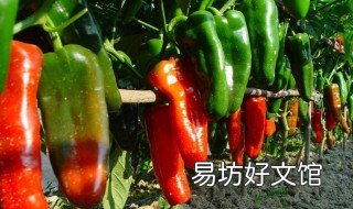 辣椒的种植方法和注意事项 辣椒的种植方法和注意要点