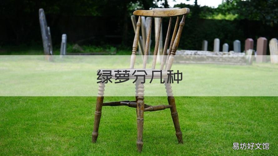 绿萝分几种 绿萝分几种不长藤的