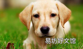 拉拉是什么狗 拉布拉多