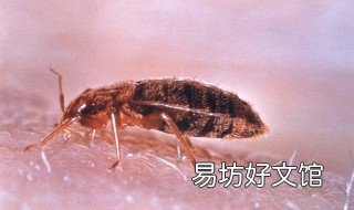 臭虫的天敌是什么 臭虫的天敌是什么,用什么药物可以消灭臭虫