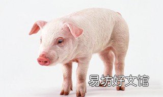 猪链球菌打什么药 猪链球菌打什么药效果好