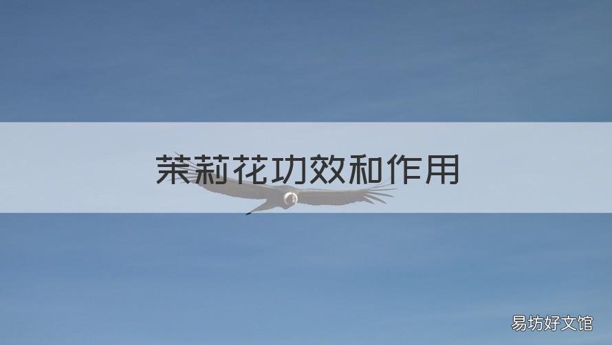 茉莉花功效和作用 茉莉花功效作用和效果800字