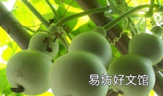 怎么把葫芦掏空做酒壶 制作葫芦酒壶里面灌的是什么