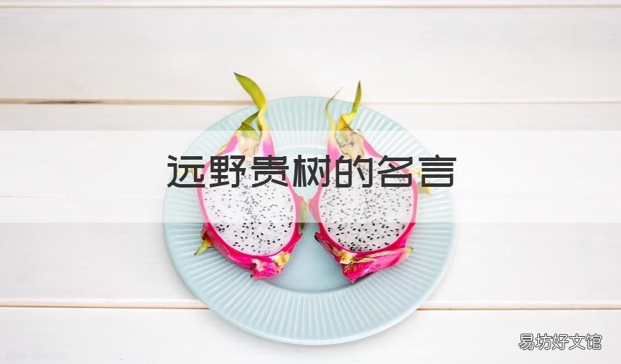 远野贵树的名言 远野贵树台词