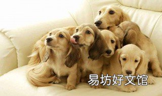 狗月经能不能洗澡 狗有月经可以洗澡吗