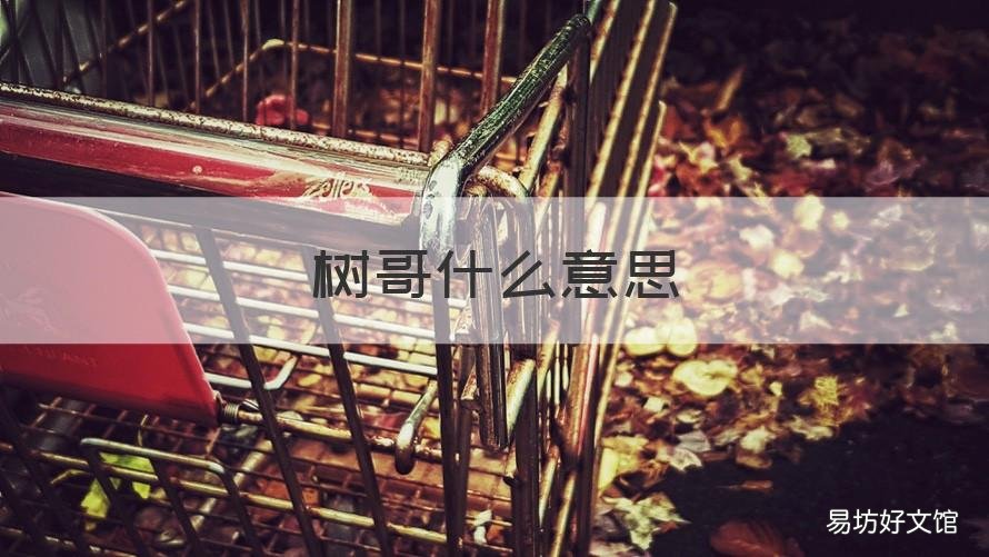 树哥什么意思 其实每个人都是树哥