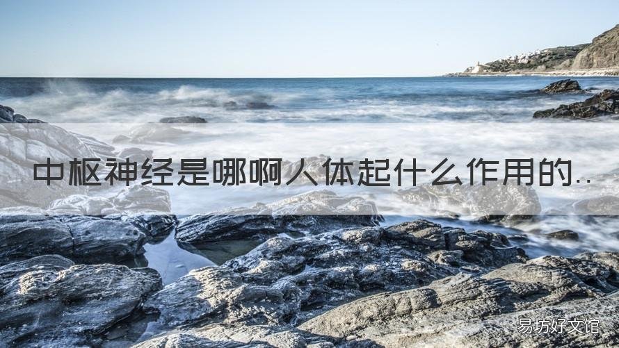 中枢神经是哪啊人体起什么作用的 中枢神经包括什么和什么?