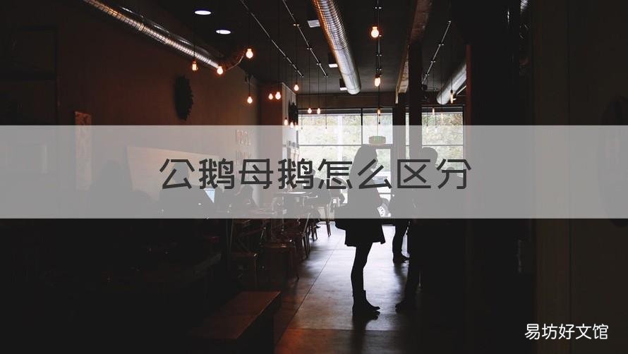 公鹅母鹅怎么区分 公鹅母鹅怎么区分图片